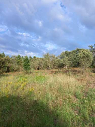 Terreno Rústico  Venda em Salgueiro do Campo,Castelo Branco