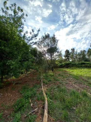 Terreno Rústico  Venda em Salgueiro do Campo,Castelo Branco