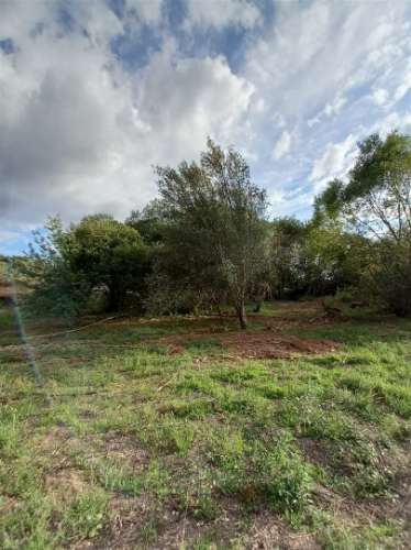 Terreno Rústico  Venda em Salgueiro do Campo,Castelo Branco