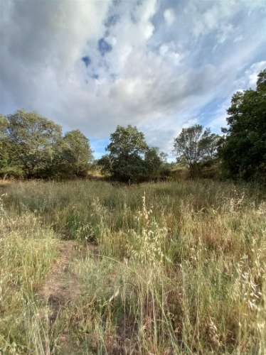 Terreno Rústico  Venda em Salgueiro do Campo,Castelo Branco