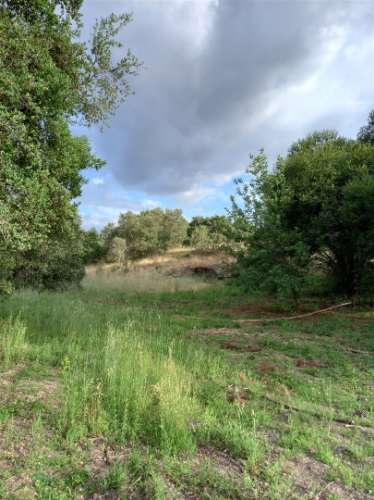 Terreno Rústico  Venda em Salgueiro do Campo,Castelo Branco