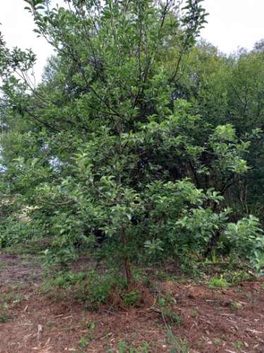 Terreno Rústico  Venda em Salgueiro do Campo,Castelo Branco