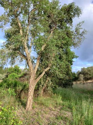 Terreno Rústico  Venda em Salgueiro do Campo,Castelo Branco