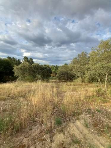 Terreno Rústico  Venda em Salgueiro do Campo,Castelo Branco