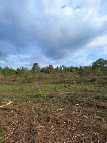 Terreno Rústico  Venda em Salgueiro do Campo,Castelo Branco
