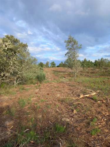 Terreno Rústico  Venda em Salgueiro do Campo,Castelo Branco