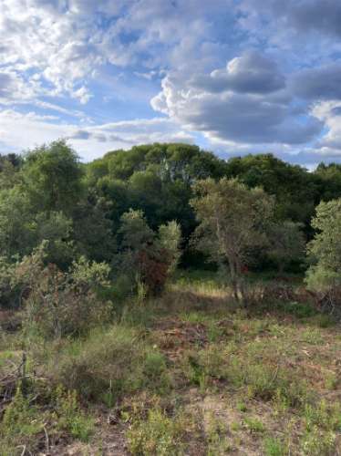 Terreno Rústico  Venda em Salgueiro do Campo,Castelo Branco