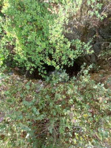 Terreno Rústico  Venda em Salgueiro do Campo,Castelo Branco