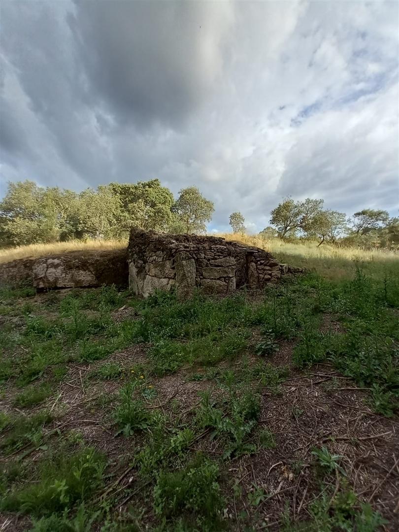 Terreno Rústico  Venda em Salgueiro do Campo,Castelo Branco