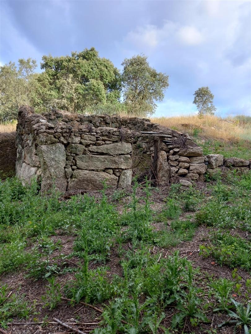 Terreno Rústico  Venda em Salgueiro do Campo,Castelo Branco