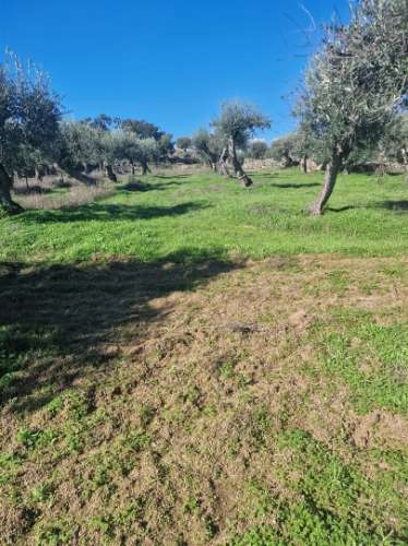 Terreno Rústico  Venda em Escalos de Cima e Lousa,Castelo Branco