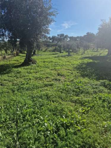 Terreno Rústico  Venda em Escalos de Cima e Lousa,Castelo Branco