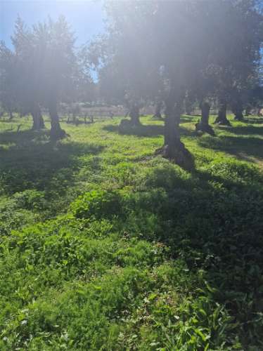 Terreno Rústico  Venda em Escalos de Cima e Lousa,Castelo Branco