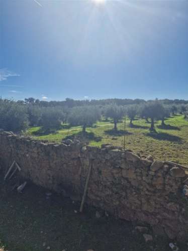 Terreno Rústico  Venda em Escalos de Cima e Lousa,Castelo Branco