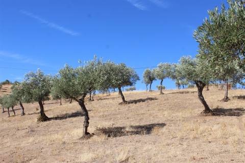 Terreno Rústico  Venda em Escalos de Baixo e Mata,Castelo Branco