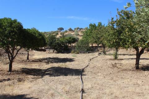 Terreno Rústico  Venda em Escalos de Baixo e Mata,Castelo Branco