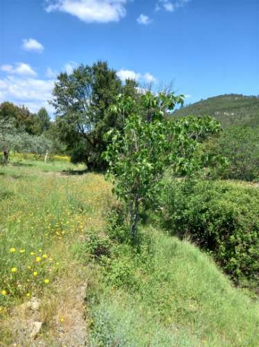 Terreno Rústico  Venda em Vila Velha de Ródão,Vila Velha de Rodão