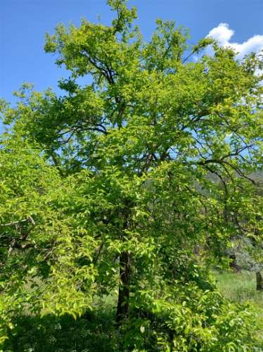 Terreno Rústico  Venda em Vila Velha de Ródão,Vila Velha de Rodão