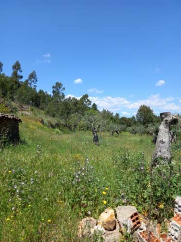 Terreno Rústico  Venda em Vila Velha de Ródão,Vila Velha de Rodão