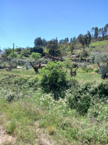 Terreno Rústico  Venda em Vila Velha de Ródão,Vila Velha de Rodão