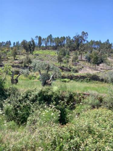 Terreno Rústico  Venda em Vila Velha de Ródão,Vila Velha de Rodão