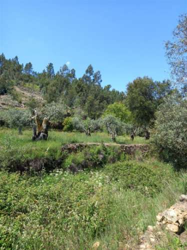 Terreno Rústico  Venda em Vila Velha de Ródão,Vila Velha de Rodão