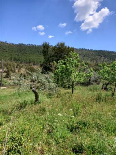 Terreno Rústico  Venda em Vila Velha de Ródão,Vila Velha de Rodão