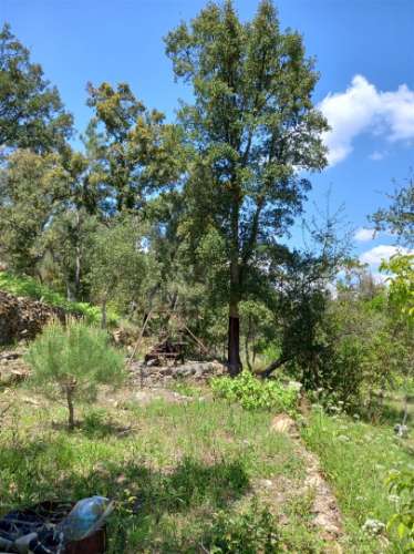 Terreno Rústico  Venda em Vila Velha de Ródão,Vila Velha de Rodão
