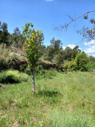 Terreno Rústico  Venda em Vila Velha de Ródão,Vila Velha de Rodão