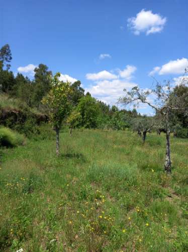 Terreno Rústico  Venda em Vila Velha de Ródão,Vila Velha de Rodão
