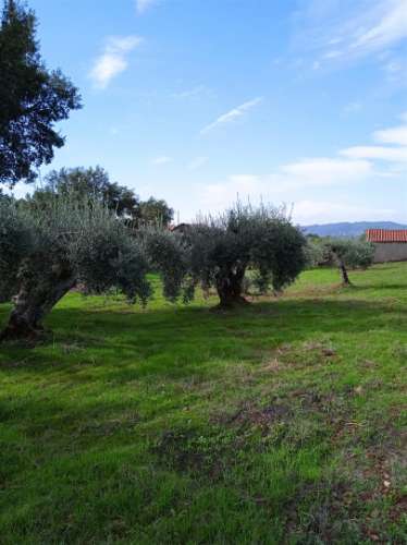 Terreno Rústico  Venda em Aranhas,Penamacor