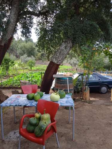 Terreno Rústico  Venda em Aranhas,Penamacor