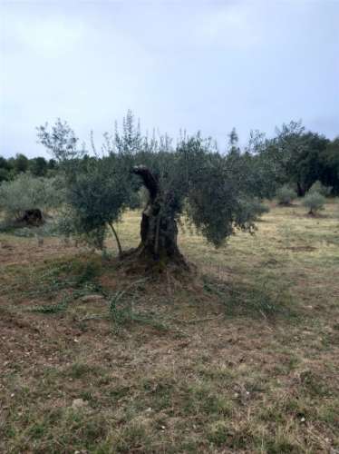Terreno Rústico  Venda em Aranhas,Penamacor