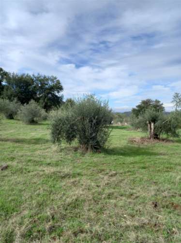 Terreno Rústico  Venda em Aranhas,Penamacor