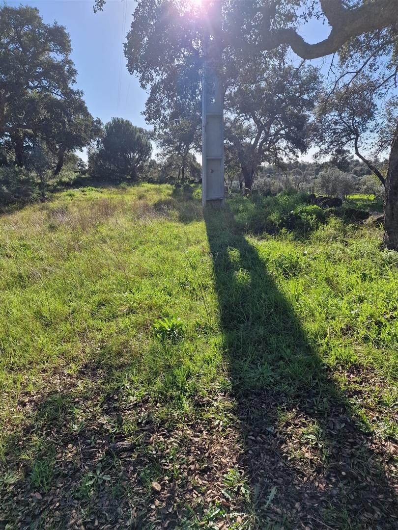 Terreno Rústico  Venda em Escalos de Cima e Lousa,Castelo Branco