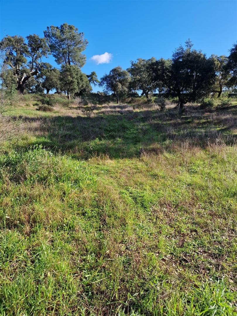 Terreno Rústico  Venda em Escalos de Cima e Lousa,Castelo Branco