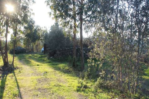 Terreno Rústico  Venda em Escalos de Baixo e Mata,Castelo Branco