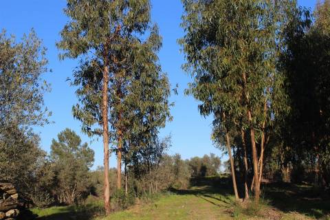 Terreno Rústico  Venda em Escalos de Baixo e Mata,Castelo Branco
