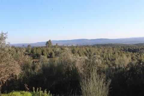 Terreno Rústico  Venda em Escalos de Baixo e Mata,Castelo Branco