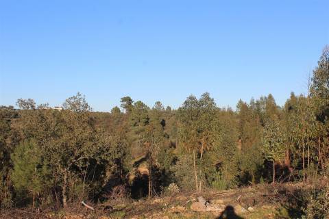 Terreno Rústico  Venda em Escalos de Baixo e Mata,Castelo Branco