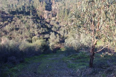 Terreno Rústico  Venda em Escalos de Baixo e Mata,Castelo Branco