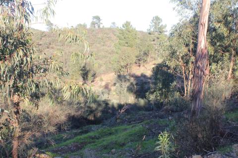 Terreno Rústico  Venda em Escalos de Baixo e Mata,Castelo Branco