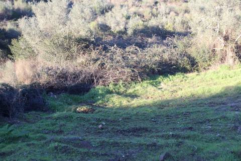Terreno Rústico  Venda em Escalos de Baixo e Mata,Castelo Branco
