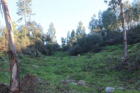 Terreno Rústico  Venda em Escalos de Baixo e Mata,Castelo Branco
