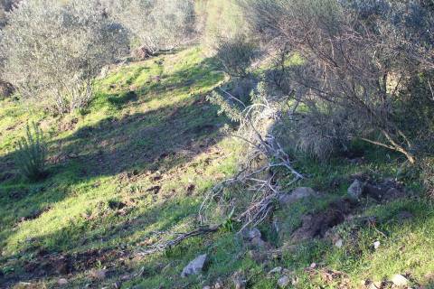 Terreno Rústico  Venda em Escalos de Baixo e Mata,Castelo Branco