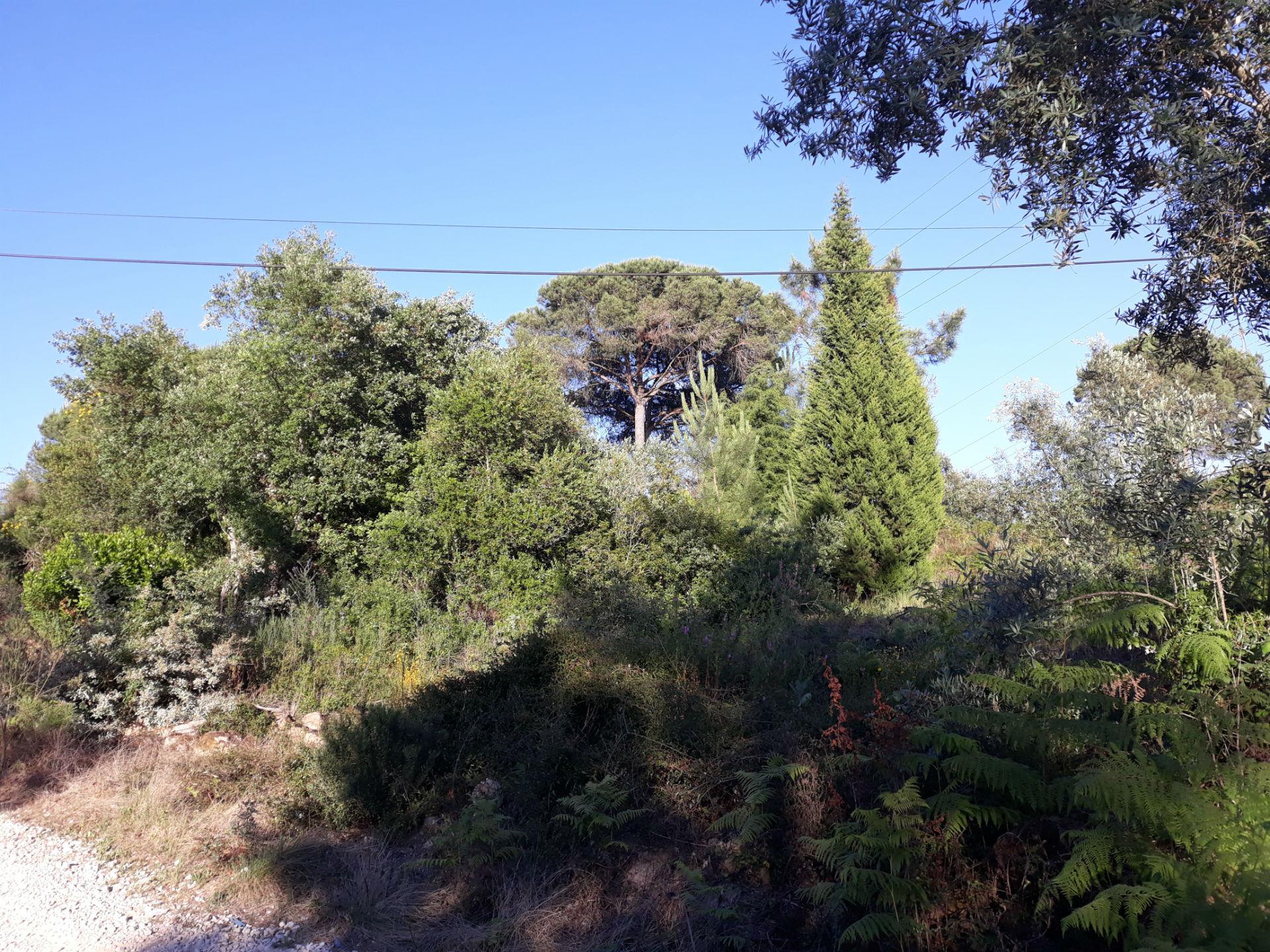 Loteamento  Venda em Assafarge e Antanhol,Coimbra