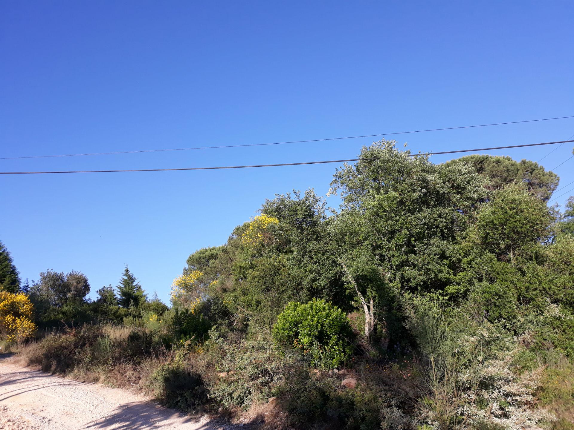 Loteamento  Venda em Assafarge e Antanhol,Coimbra