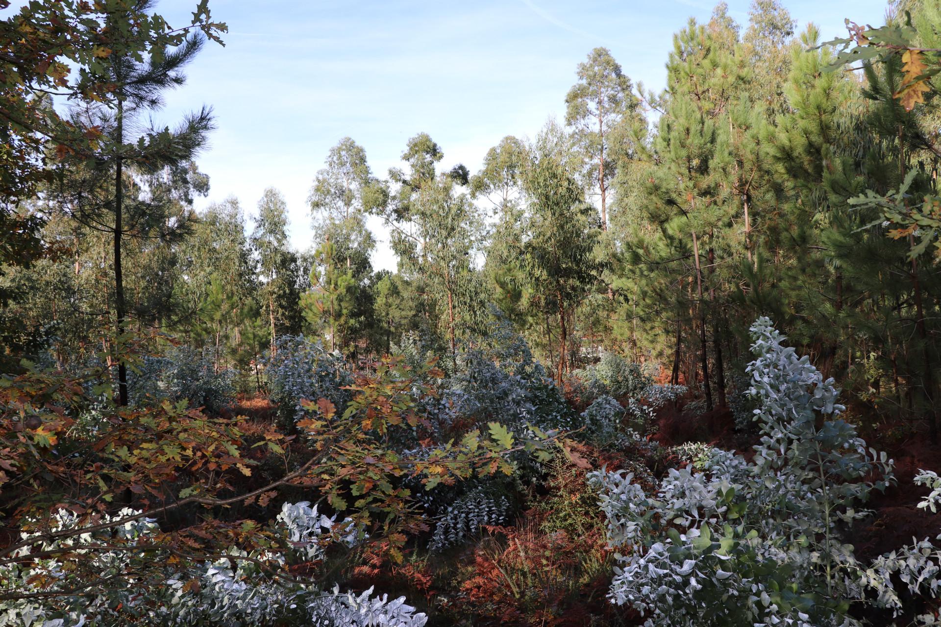 Terreno Para Construção  Venda em Lustosa e Barrosas (Santo Estêvão),Lousada