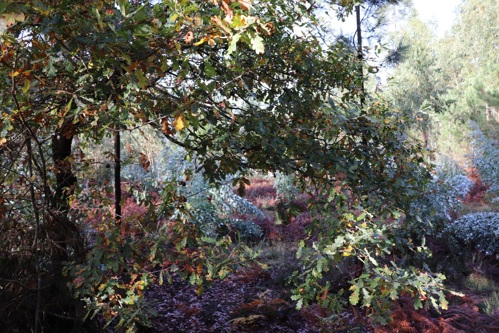 Terreno Para Construção  Venda em Lustosa e Barrosas (Santo Estêvão),Lousada