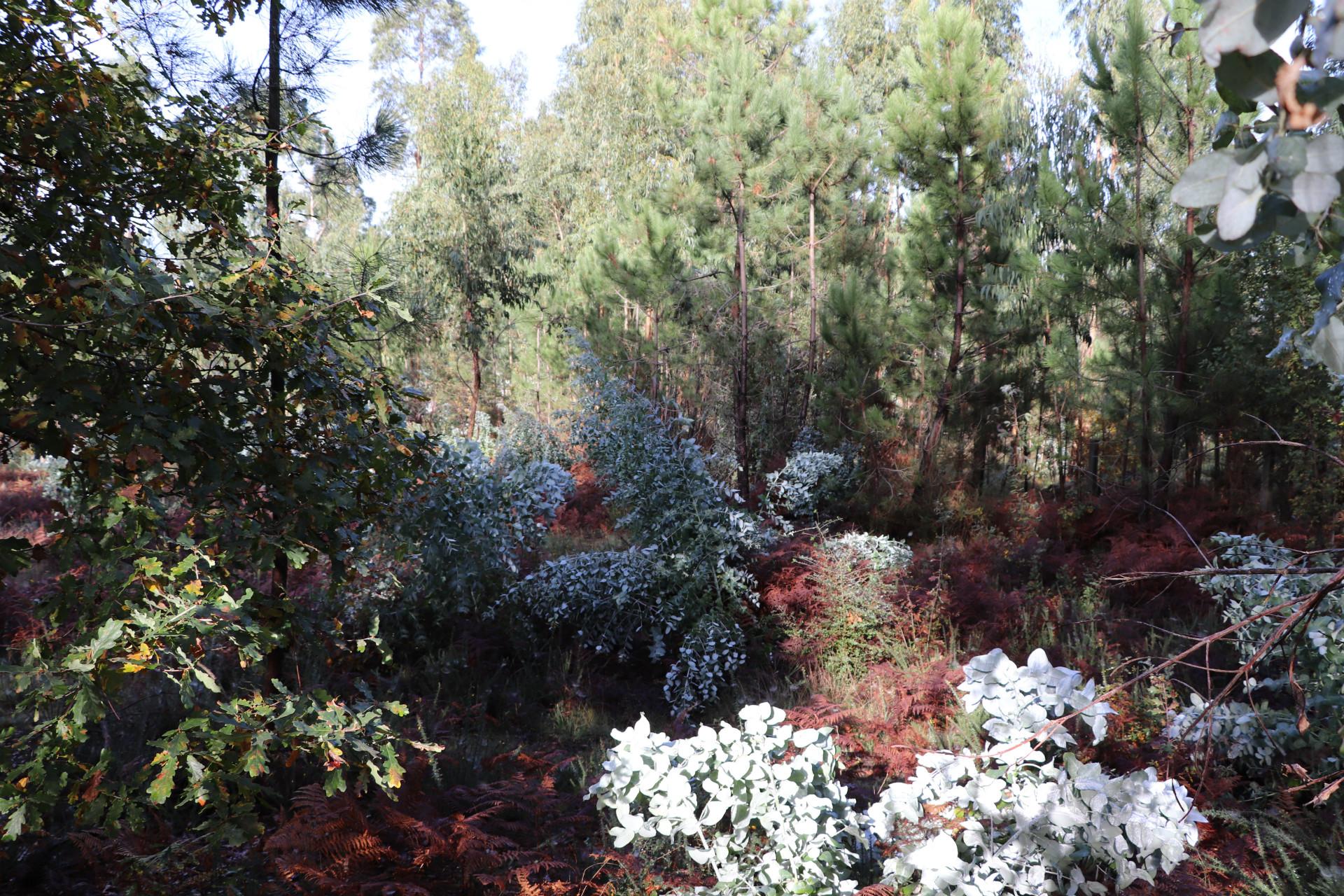 Terreno Para Construção  Venda em Lustosa e Barrosas (Santo Estêvão),Lousada